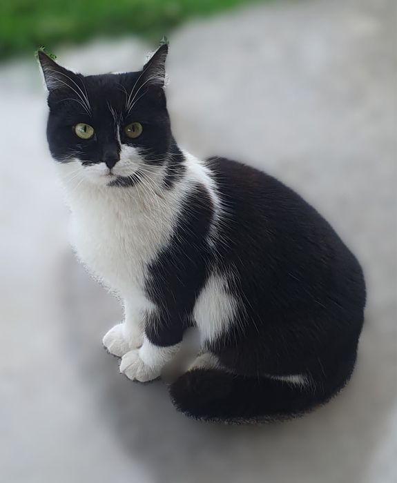 Черно бяло коте търси дом