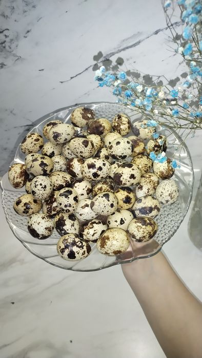 Яйца перепелиные