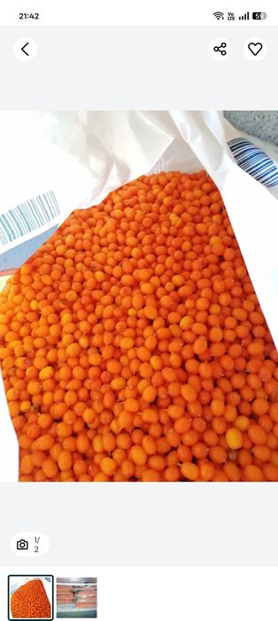 Doar 30 lei/ kg catina