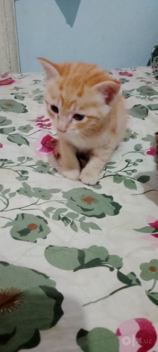 Tekin mushuklar beramiz