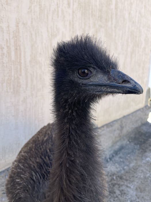 Эму Австралийский