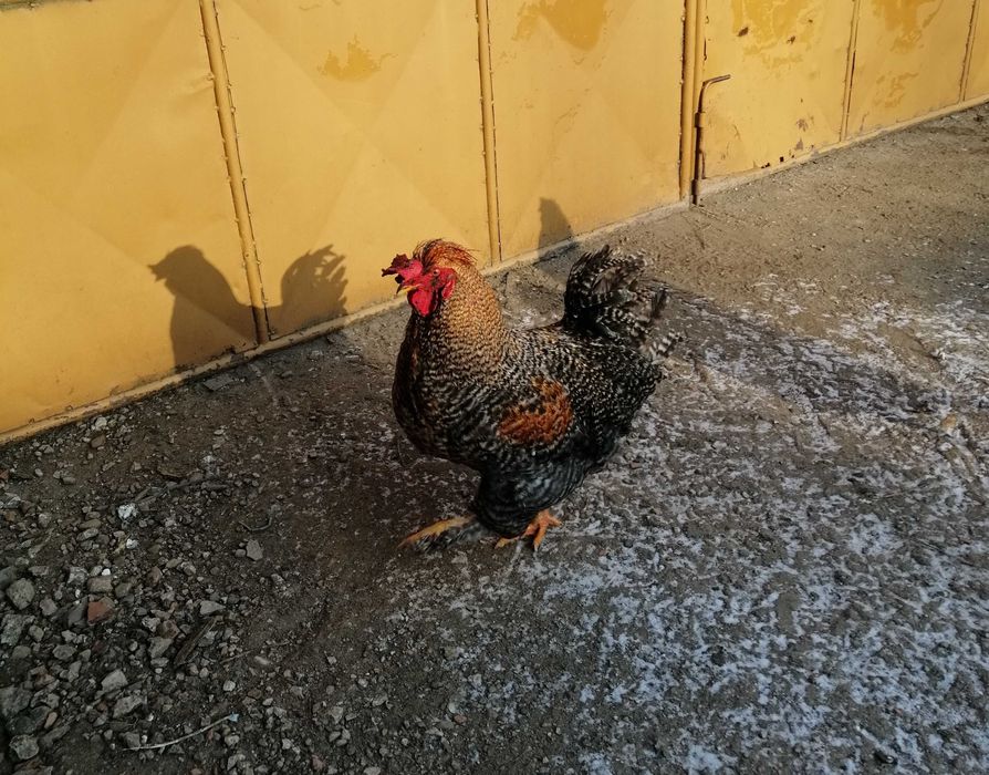 Cocoși de țară hrăniți natural