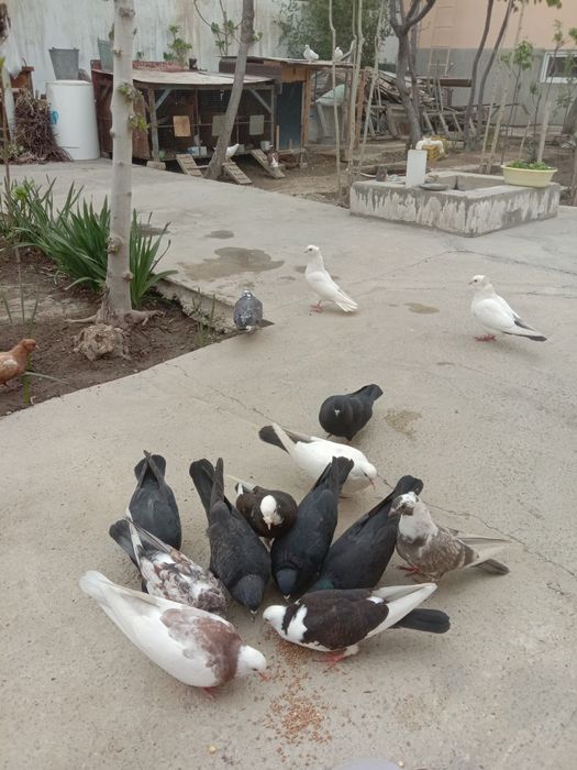 Хар-хил каптарлар сотилади