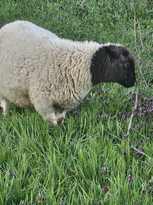 Mielute si oi Dorper.