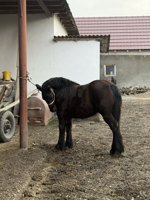 Vand manza ardeneza de 8 luni