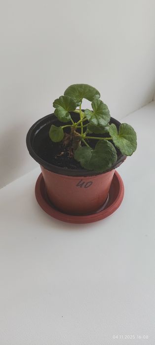 Продам укорененные ростки . Белой герани