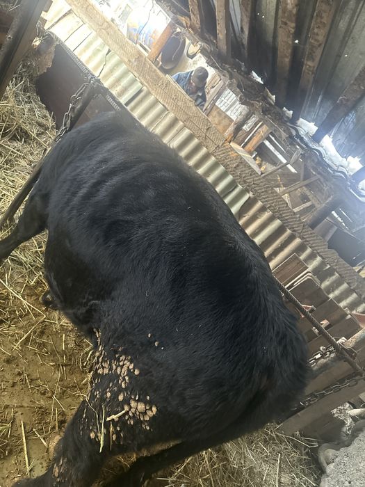 Пподам бычка 1.3