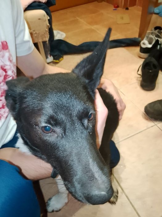 Отдам щенка метис