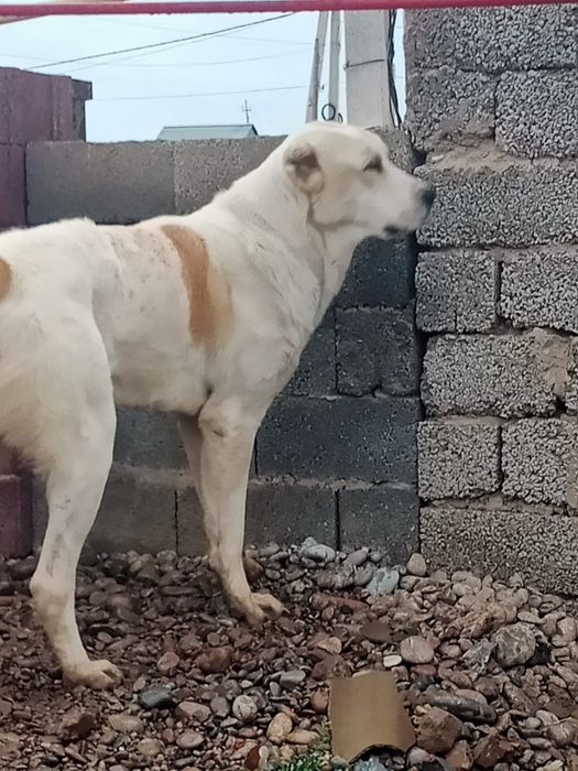 Алабай еркек ит сатамын.