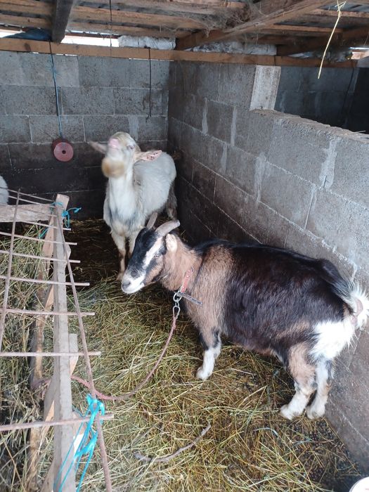 Țap vârsta 2ani montează foarte bine si capră gestanta