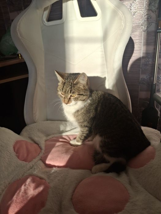 Кошка ищет дом срочно