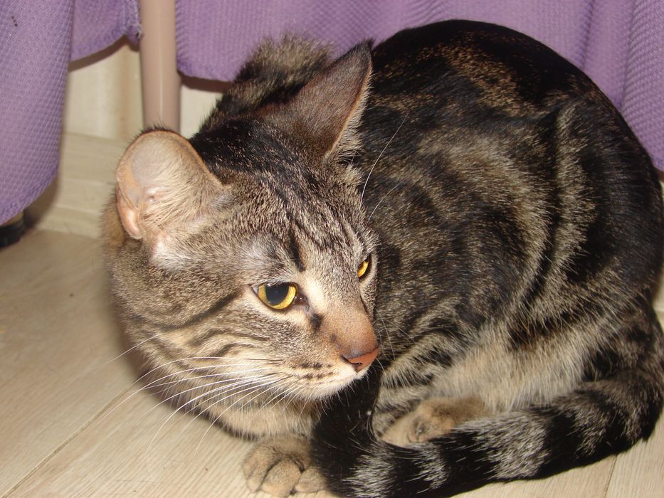 Пристраиваю кошку