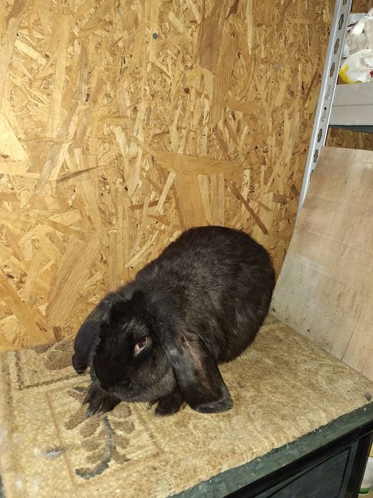 Vând iepuri berbec german