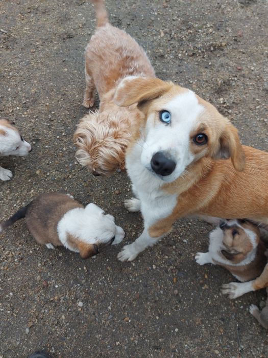 Donez catei - gratuit