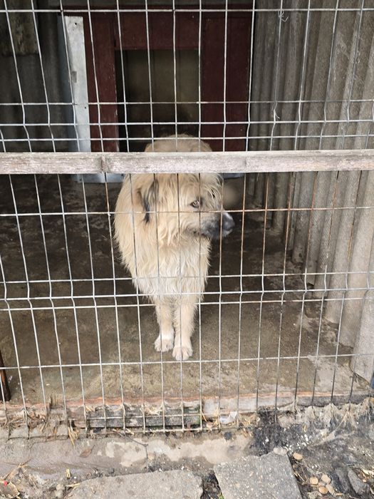 Donez ciobanesc mioritic