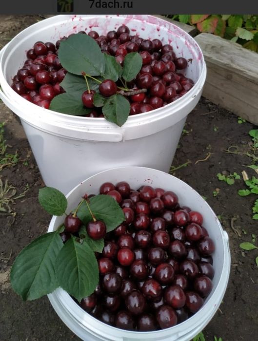 Продам Вишню крупная