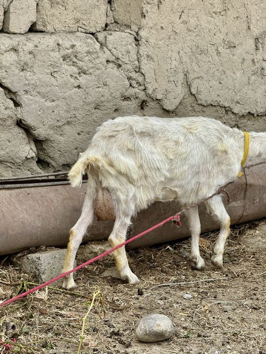 Sogʻin sogʻlom rasiskiy echki va ikki dona bolasi bilan birga sotiladi