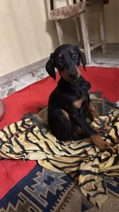 Щенок Добермана,4-5 месяца