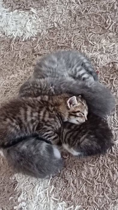 Отдам котят в добрые руки!