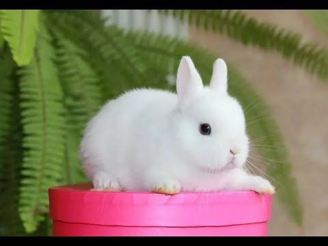 Продается кролик декоративный в полном комплекте