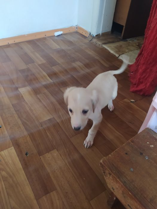 Продам щенка тазы девочка.