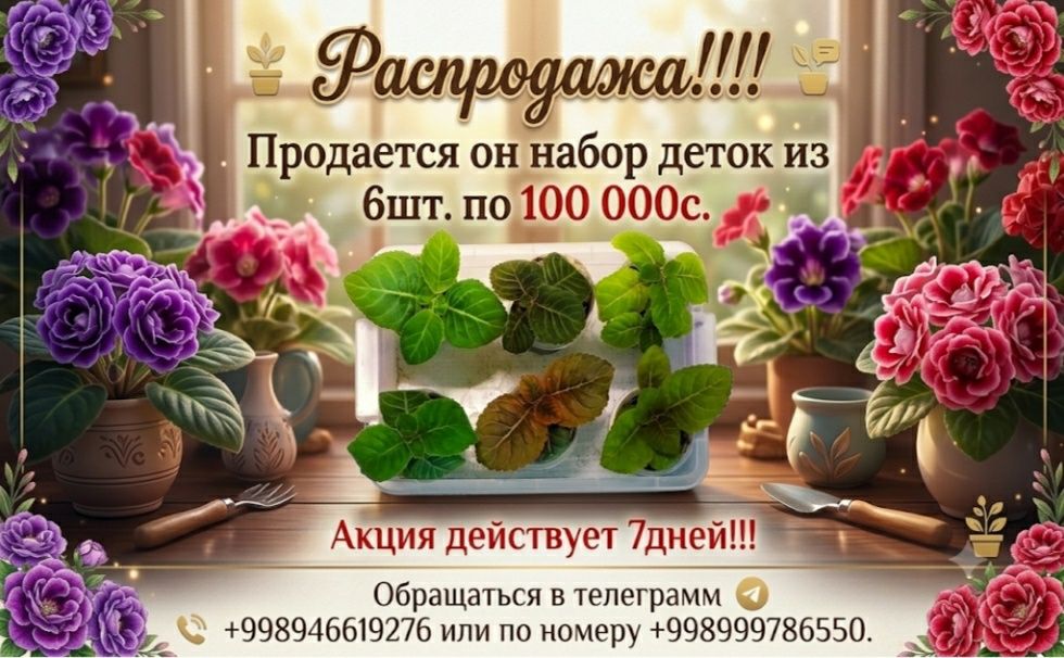 Детки глоксиний по акции.