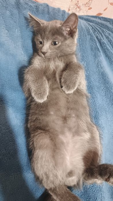 Отдам котёнка в добрые руки