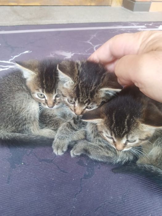Отдам котят, бесплатно.