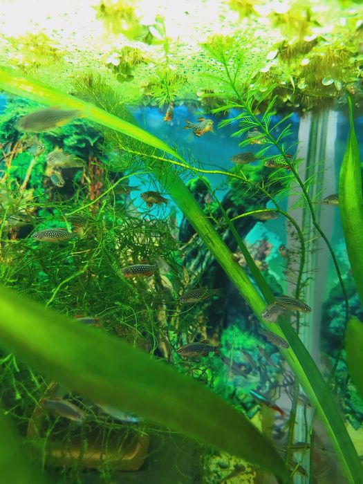 Microrasbora galaxy (Celestichthys margaritatus)