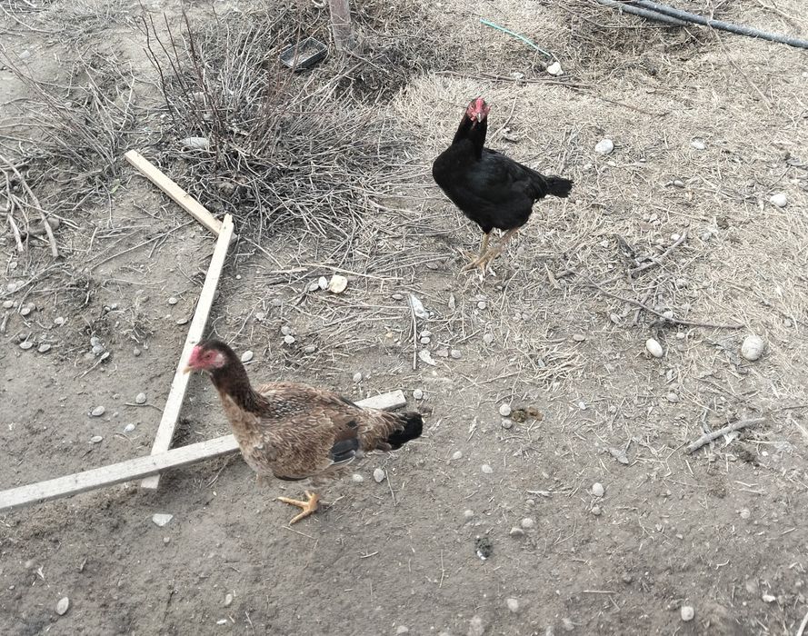 Дәкен  жас  мекен