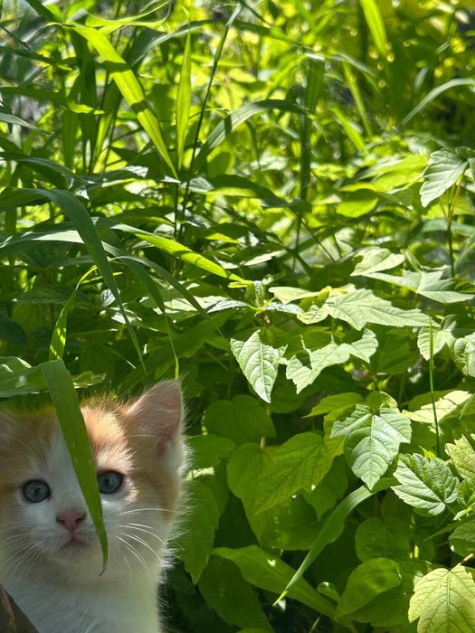 Котенок. Добрый.