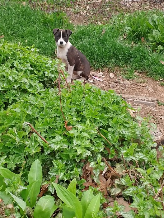 Подарявам кученца