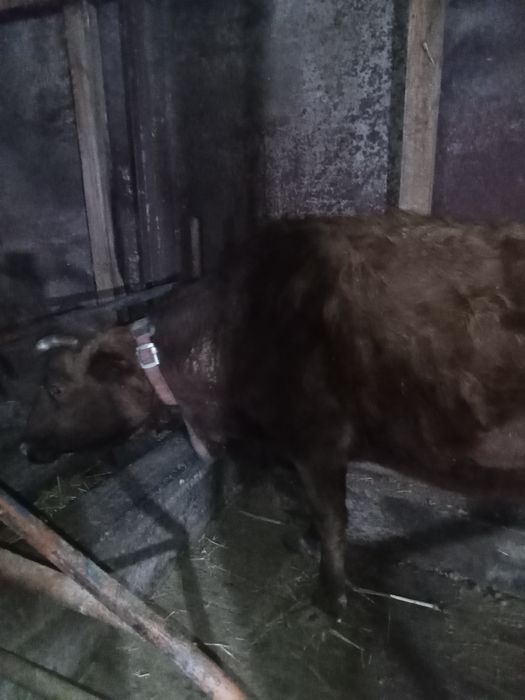 Сауында 2 сиыр буазларымен