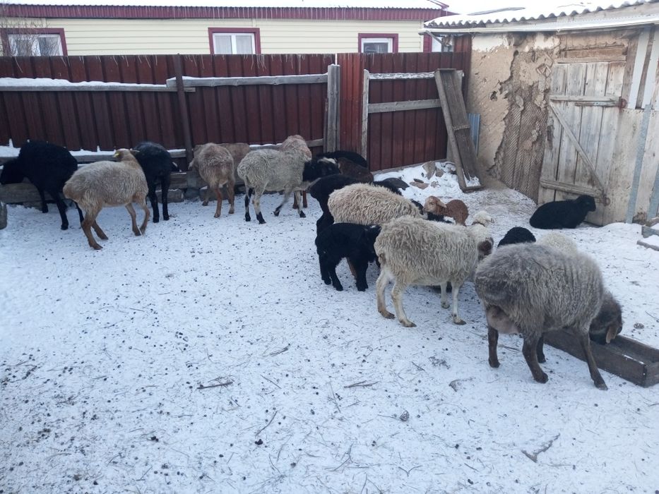 Продам. Баран ..