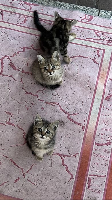 Отдам девочек котят