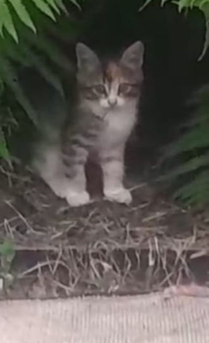 Отдам котёнка,девочку,очень смышлённая