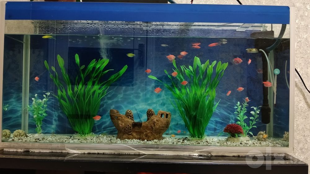 Akvarin sotilad baligʻlar bilan filtrlar blan kamplekt tursh pastafkal