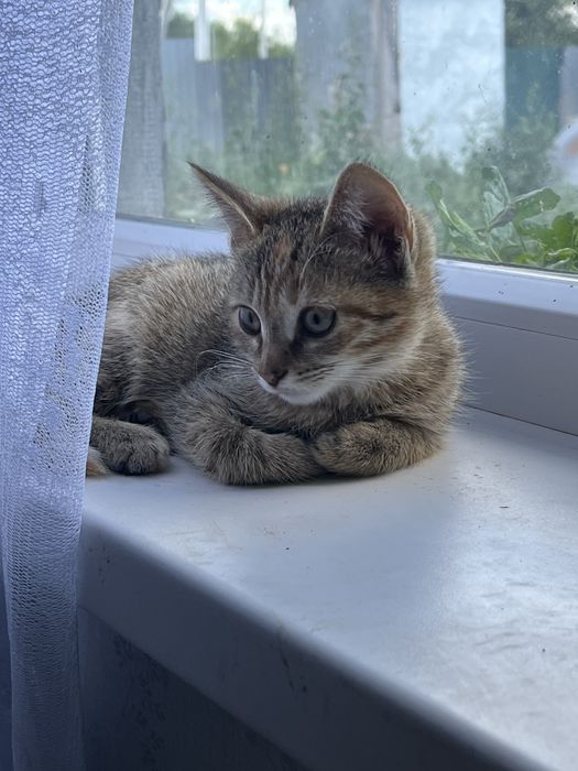 Котенок. Срочно. Отбили у собак.
