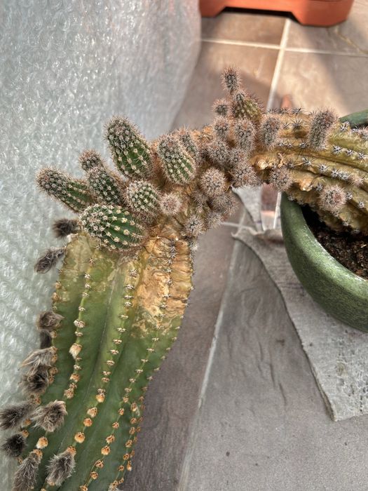 Бебета кактус