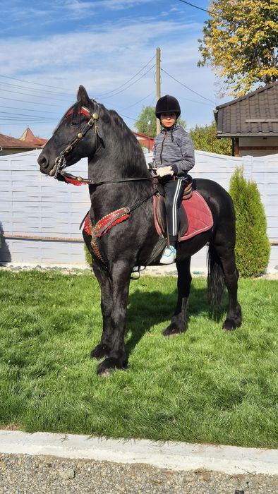 Armasar friesian