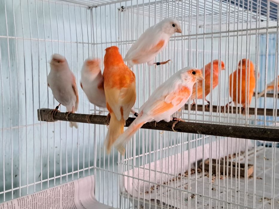 Канарейки цветные.