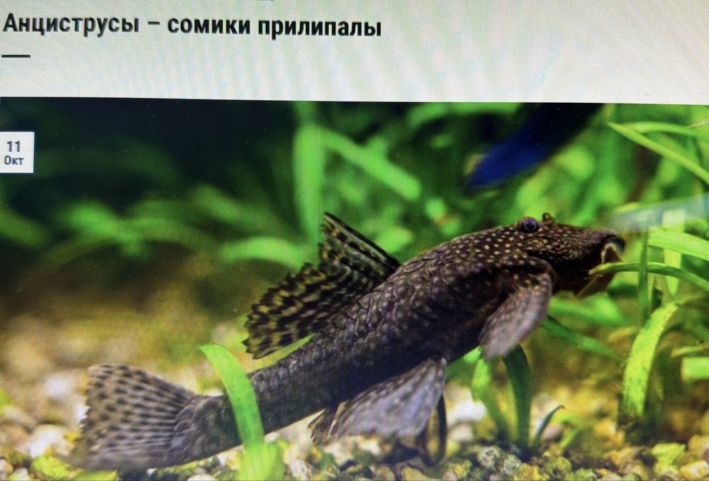 Сомик-прилипала (анциструс)