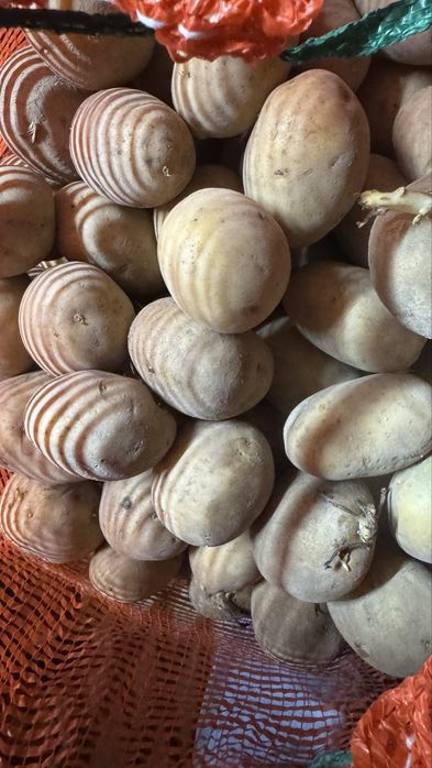 Семенной картошка Аладин