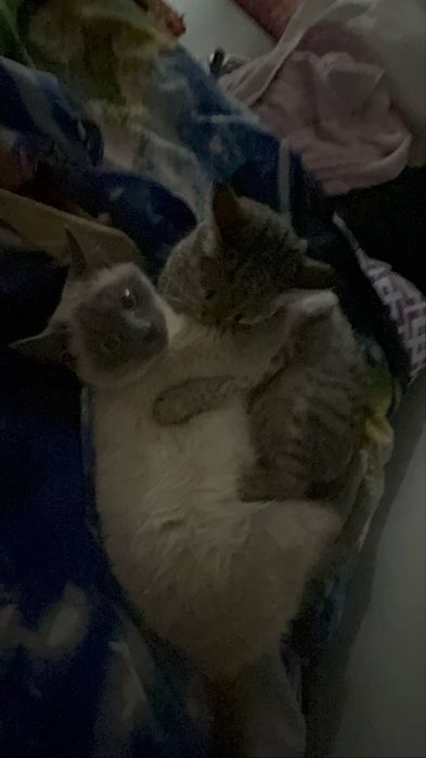 Отдам в добрые руки