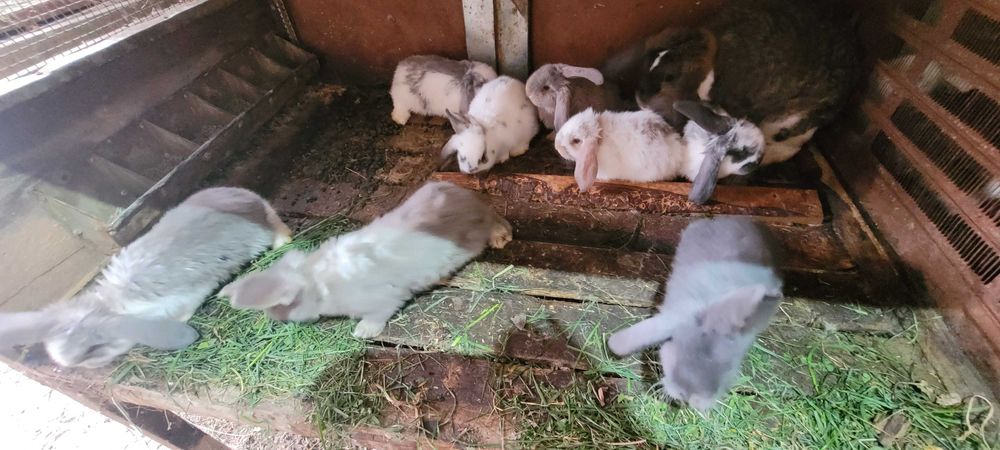 Pui de iepuri diferite culori (6 săptămâni)