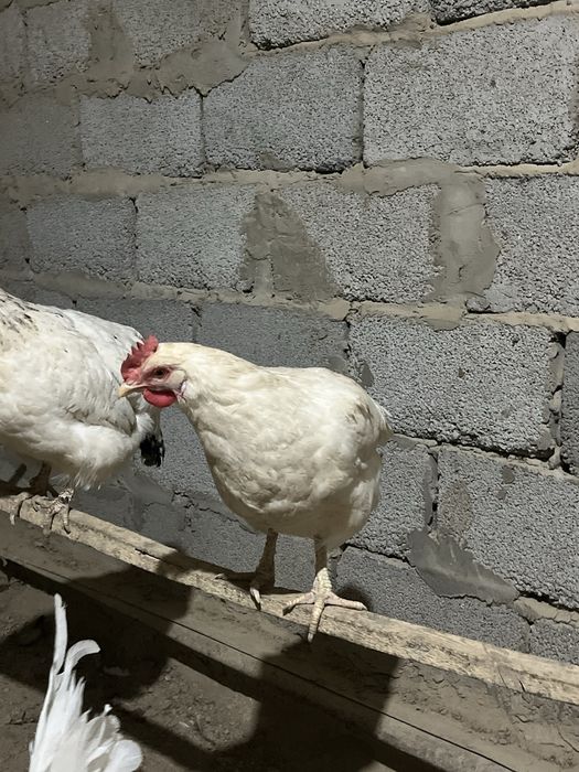 бағасы түспейді