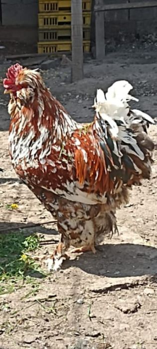 Vând cocoș moțat