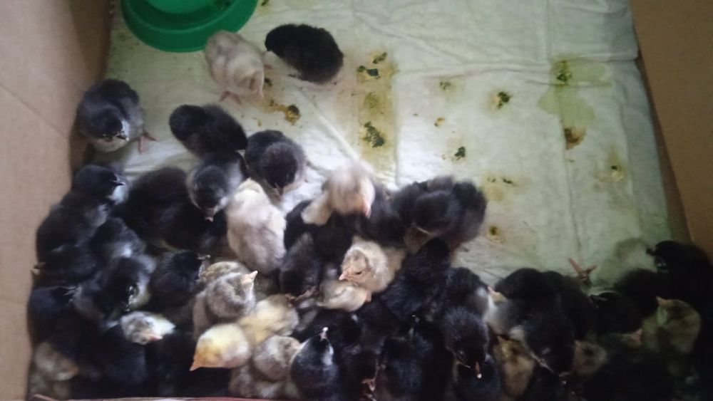 Австролорп парода балапандары