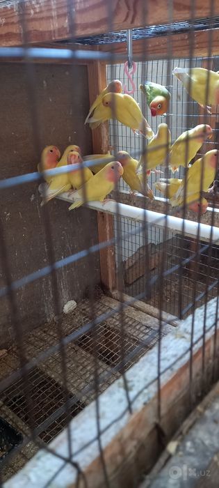 Неразлучниклар маладойлар сотилади