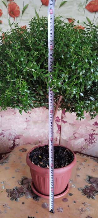 Продам мирт, взрослое растение